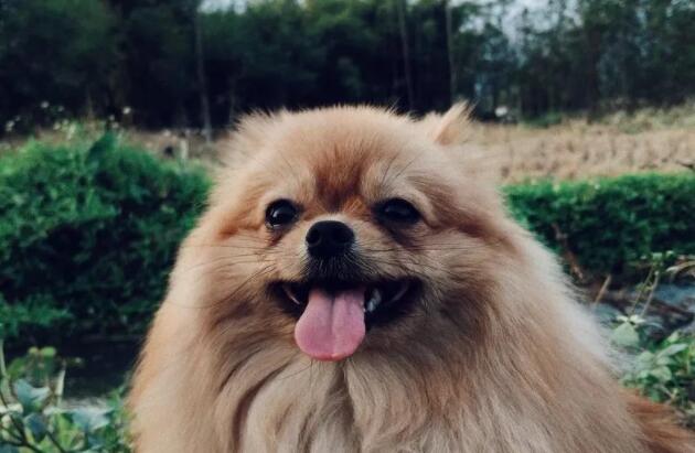 文案里可爱的表情哪来的