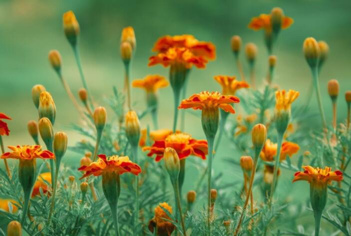 带文案的微信头像