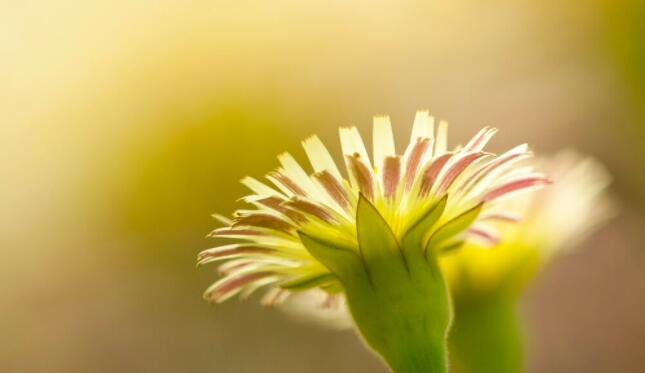 春天的文案简短