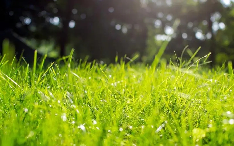 绿色环保创意文案100字