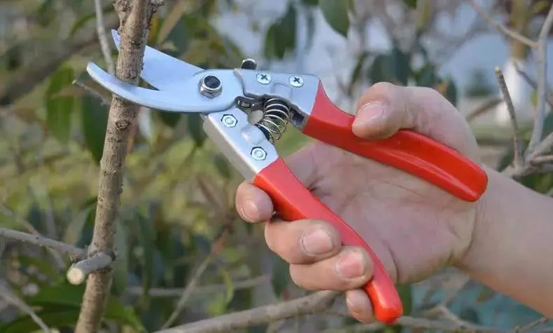 物业绿化修剪文案