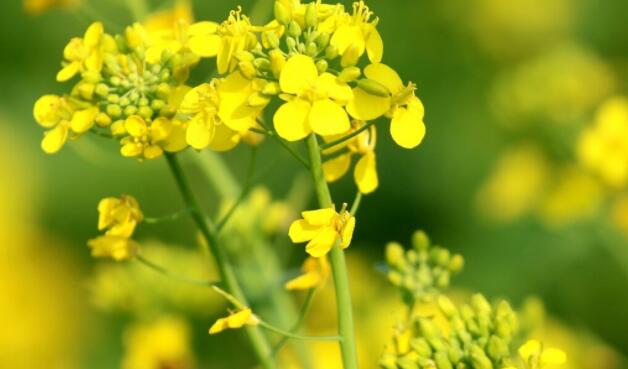 赏花的朋友圈文案