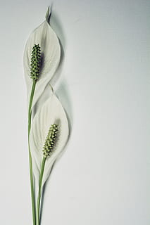 北京婚检需要什么证件 婚检要带什么证件？