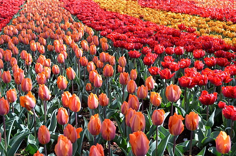 结婚西装衬衫怎么搭配 结婚时穿黑色西服配什么颜色衬衫好呢?