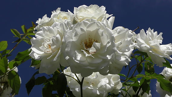 结婚典礼新娘感受怎么说 结婚典礼新娘致辞感谢父母的话如何说