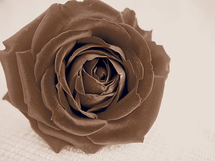 我哥结婚了怎么祝福语 我哥结婚了怎么祝福语