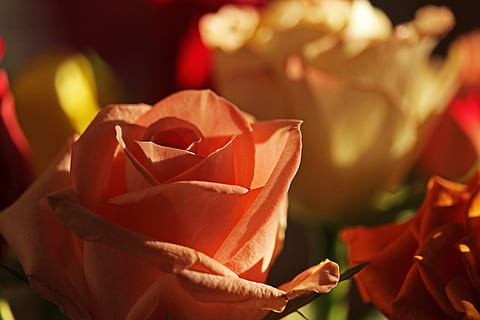 结婚做别人伴郎怎么做