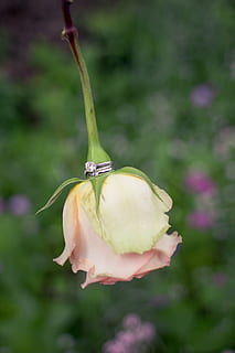 怎么写信息请柬 短信请帖怎么写