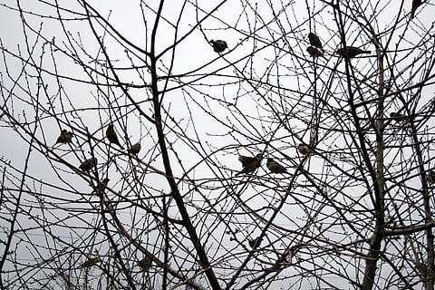 婚车多少钱 一般租婚车要多少钱