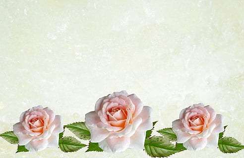 结婚证是什么 结婚证是什么？