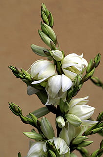 婚车有什么款式 婚车有哪些讲究？