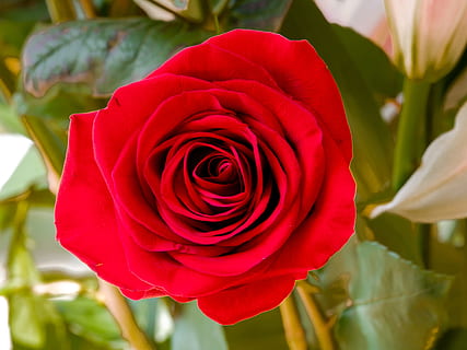 求婚用什么好 求婚送什么礼物好