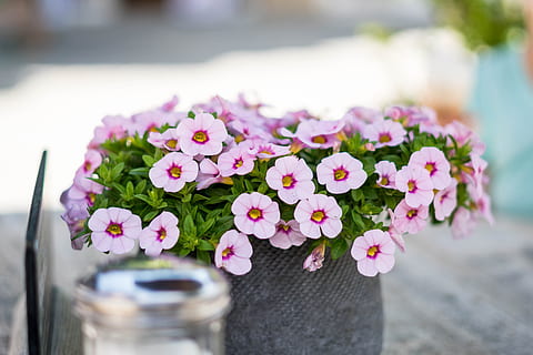 喜宴用什么酒 现在婚宴一般用什么酒好?