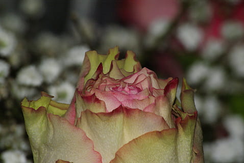 双方二婚婚礼怎么办 双方二婚如何简单办婚礼