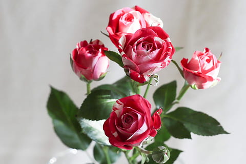 布置舞台需要什么 活动现场布置需要什么东西