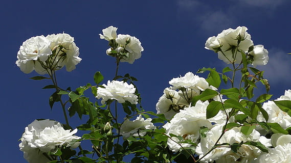 北京结婚都要准备什么 北京登记结婚都需要带什么东西