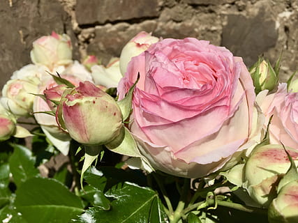 新娘给伴娘准备什么 结婚时伴娘都要做什么准备?