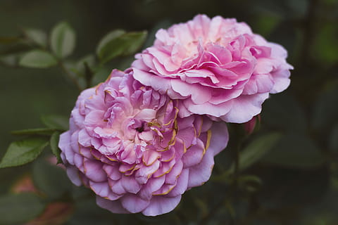 怎么夸奖婚礼主持人