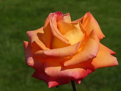 结婚之前都要准备什么东西 结婚都需要准备哪些东西