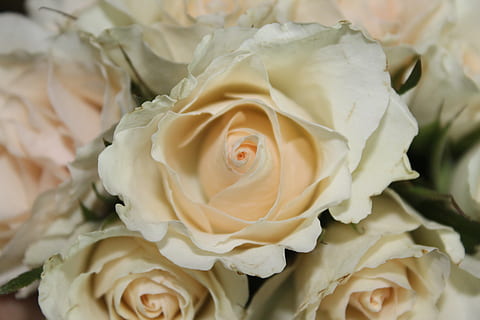 结婚贺礼送什么好 结婚贺礼送什么比较好