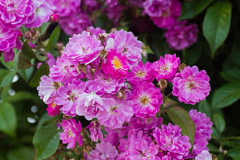 微信里面的婚帖怎么做 微信婚礼请帖怎么制作