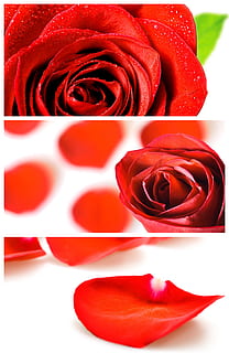 结婚车上的抽花怎么绑 婚车上的花是怎么固定到车上的