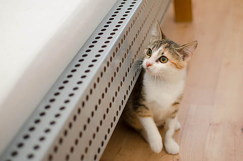 结婚喜宴怎么定 领证，结婚日和喜宴如何定好日子