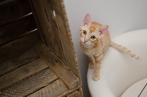 结婚吉日是什么意思 结婚吉日是如何算的?