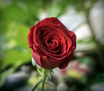 一般婚宴喝什么酒 婚宴一般喝什么酒，婚宴白酒一般什么价位