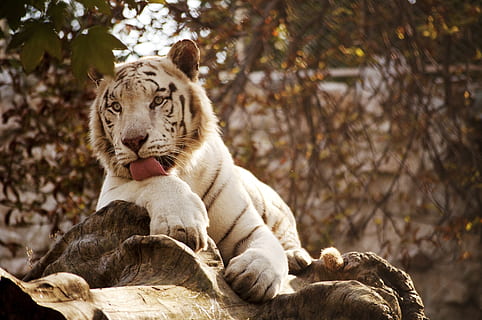 当伴郎穿什么衣服 当伴郎 穿什么衣服好啊??