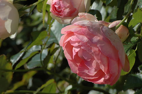 结婚请人怎么说 邀请参加婚礼的短信 请人参加婚礼怎么说