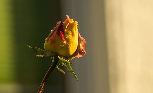 租借婚纱多少钱 租一天婚纱多少钱