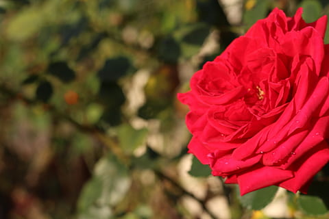 婚姻登记日子怎么选 婚姻登记和结婚日子怎么选