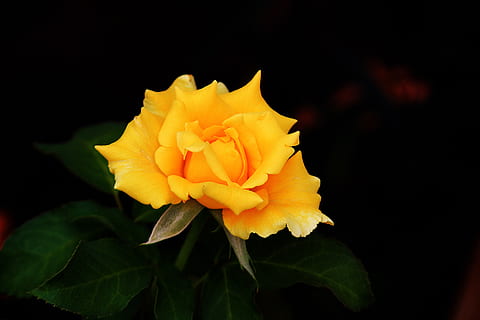 怎么选婚戒 婚戒怎么选