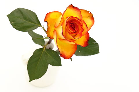 什么叫蜜月 蜜月是什么意思啊???