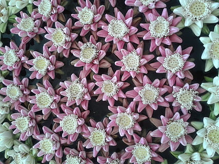 结婚红包多少 朋友要结婚了,我该包多少红包才合适呀