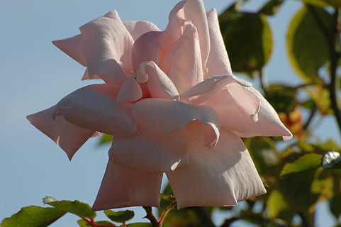 婚礼请柬封面怎么写