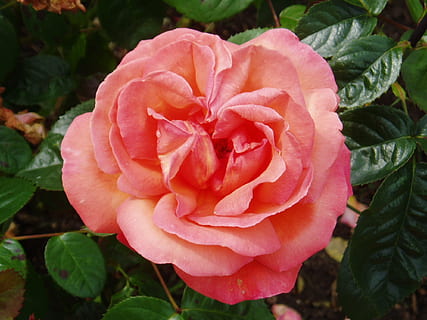 简单的结婚典礼怎么办 婚礼简单办要怎么办？