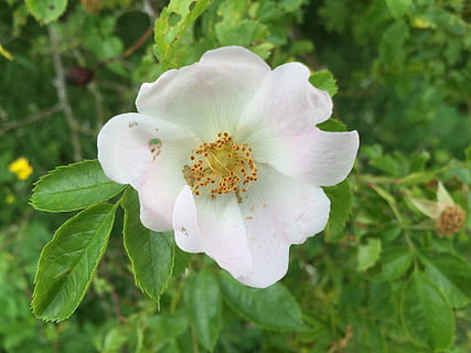 领结婚证需要注意什么 领结婚证需要准备什么东西?