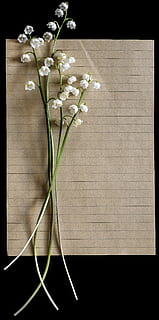 酒宴喝什么酒 现在办酒宴一般喝什么酒水饮料呀