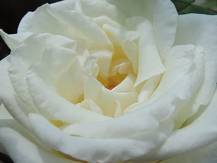 结婚应该说点什么呢 祝贺别人结婚该说点什么吉利话