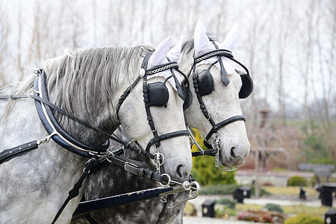 结婚当伴娘有什么忌讳 当伴娘有什么需要注意和讲究的？