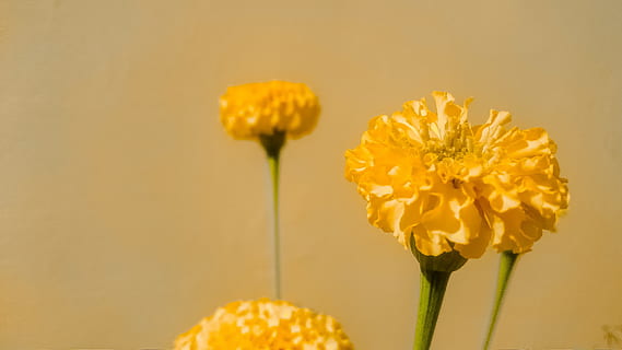 婚礼用什么花 婚礼上用什么花？