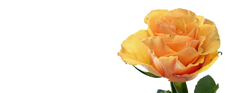 订婚拱门要贴什么 订婚拱门条幅怎么做