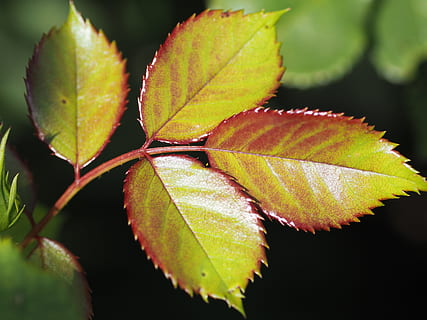 粉色的伴娘婚纱配什么鞋子裤袜
