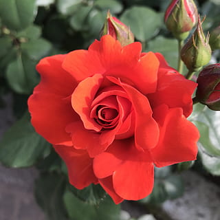 拍婚纱照什么时候贴美甲片 拍婚纱照的时候是自己画指甲好还是贴甲片好