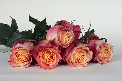 结婚证照穿什么衣服 结婚证照片穿什么衣服