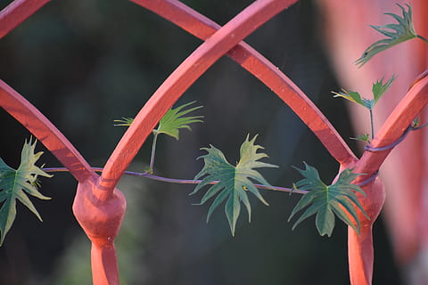 布置婚礼现场的叫什么 布置婚礼现场的人叫什么？