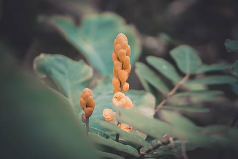 结婚行礼什么意思 女儿结婚头一年过年回娘家行礼是什么意思？