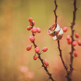 结婚时撒花什么时候撒 一般婚礼上什么时候花童开始撒花